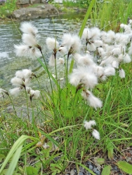 Wollgras - Eriophorum angustifolium
